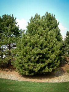 Сосна Чёрная (Pinus Nigra) купить по цене от 270.00р. в интернет-магазине «Посадика» с доставкой почтой в в Уяре и по всей России – [изображение №1].