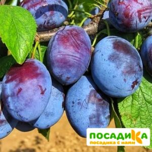 Слива Чачакская ранняя купить по цене от 229.00р. в интернет-магазине «Посадика» с доставкой почтой в в Уяре и по всей России – [изображение №1].