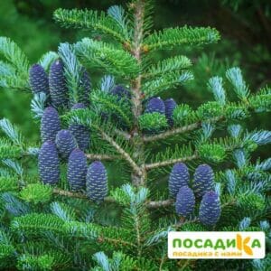 Пихта корейская (Abies koreana) купить по цене от 450.00р. в интернет-магазине «Посадика» с доставкой почтой в в Уяре и по всей России – [изображение №1].