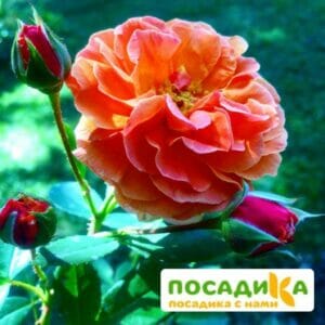 Роза Арабия купить по цене от 350.00р. в интернет-магазине «Посадика» с доставкой почтой в в Уяре и по всей России – [изображение №1].