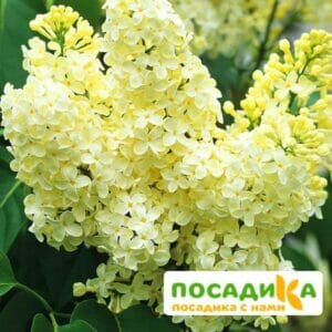 Сирень Примроуз (Primrose) купить по цене от 529.00р. в интернет-магазине «Посадика» с доставкой почтой в в Уяре и по всей России – [изображение №1].