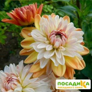 Георгина Коуп де Солейл (декоративная) купить по цене от 400р. в интернет-магазине «Посадика» с доставкой почтой в в Уяре и по всей России – [изображение №1].