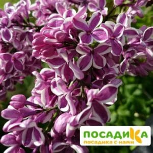 Сирень Сенсация купить по цене от 529.00р. в интернет-магазине «Посадика» с доставкой почтой в в Уяре и по всей России – [изображение №1].