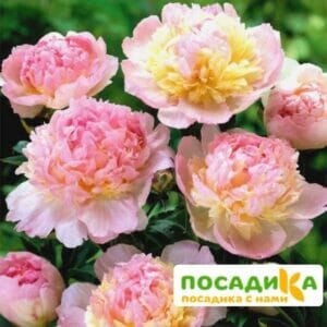 Пион Распберри Сандей (Paeonia Raspberry Sundae) купить по цене от 959р. в интернет-магазине «Посадика» с доставкой почтой в в Уяре и по всей России – [изображение №1].