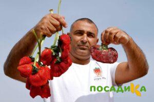 Клубника Гигант Джорнея купить по цене от 266р. в интернет-магазине «Посадика» с доставкой почтой в в Уяре и по всей России – [изображение №1].