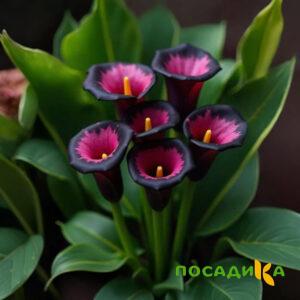 Калла Аура Лейс купить по цене от 400р. в интернет-магазине «Посадика» с доставкой почтой в в Уяре и по всей России – [изображение №1].