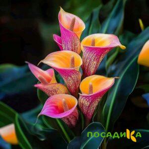 Калла Оникс купить по цене от 450р. в интернет-магазине «Посадика» с доставкой почтой в в Уяре и по всей России – [изображение №1].