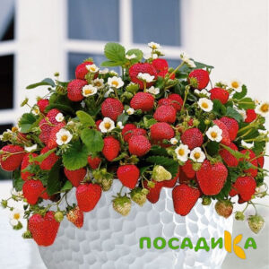 Клубника Рубиновый Шепот (горшечная) купить по цене от 240р. в интернет-магазине «Посадика» с доставкой почтой в в Уяре и по всей России – [изображение №1].