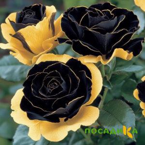 Роза Ханни Сикл купить по цене от 700р. в интернет-магазине «Посадика» с доставкой почтой в в Уяре и по всей России – [изображение №1].