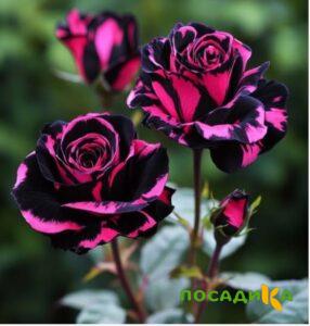 Роза Багровый Шепот купить по цене от 366р. в интернет-магазине «Посадика» с доставкой почтой в в Уяре и по всей России – [изображение №1].