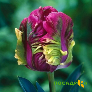 Тюльпан Экзотик Хэвен купить по цене от 186р. в интернет-магазине «Посадика» с доставкой почтой в в Уяре и по всей России – [изображение №1].